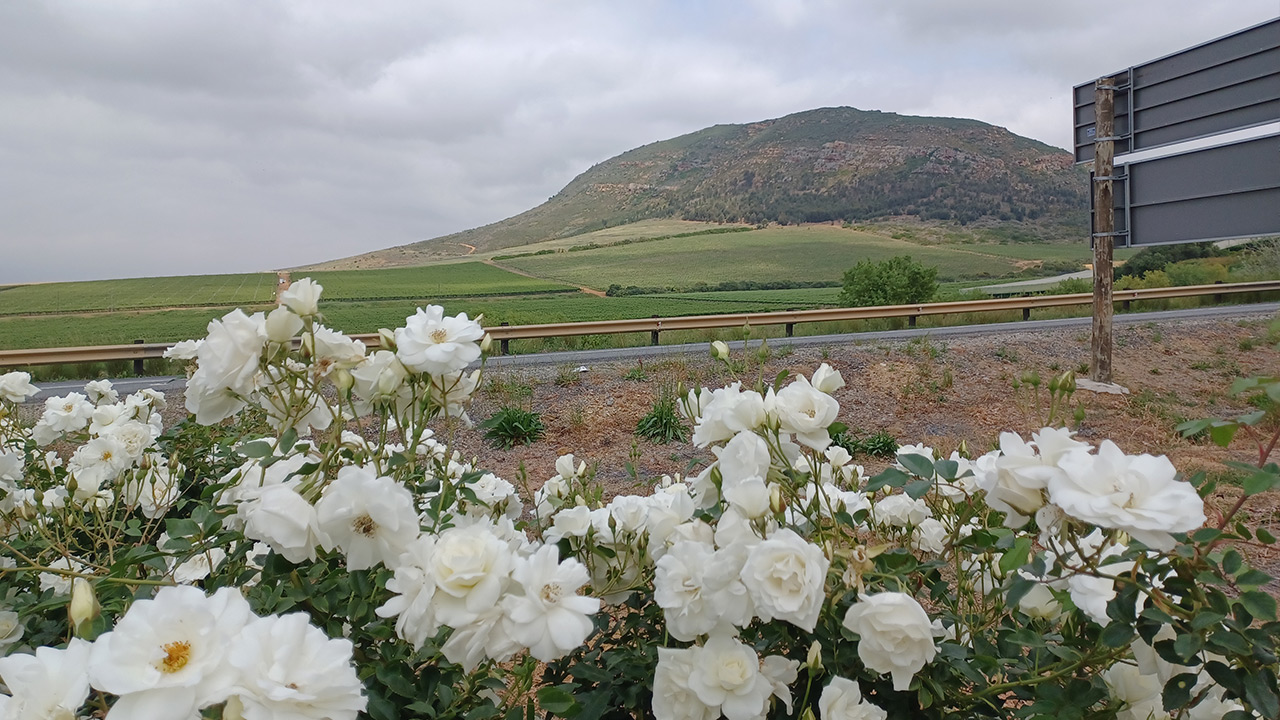 Gallery7-Riebeek-Kasteel-3