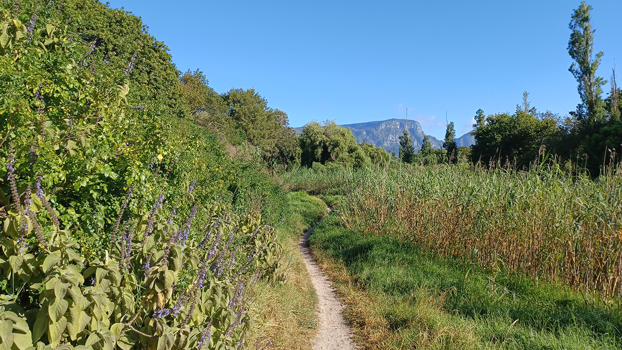 Feature-Tokai-Green-belt-2