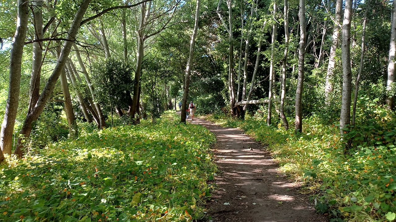 Feature-Tokai-Green-belt-3