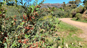 Gallery-Camel-Rock-Constantia-29